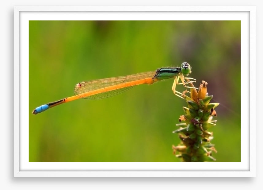 Insects