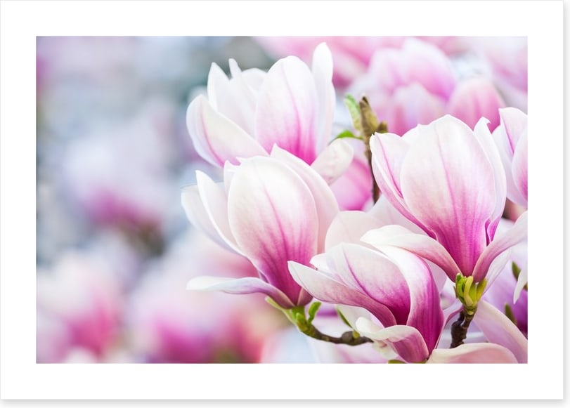 Delicate magnolia