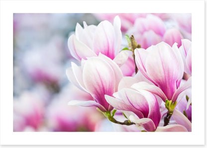 Delicate magnolia