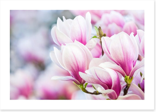 Delicate magnolia