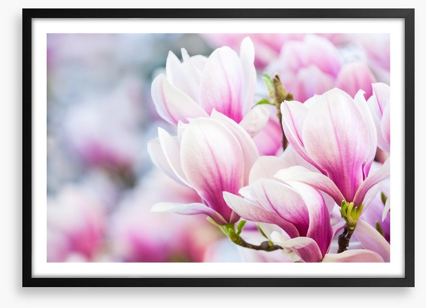Delicate magnolia