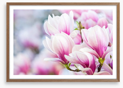 Delicate magnolia