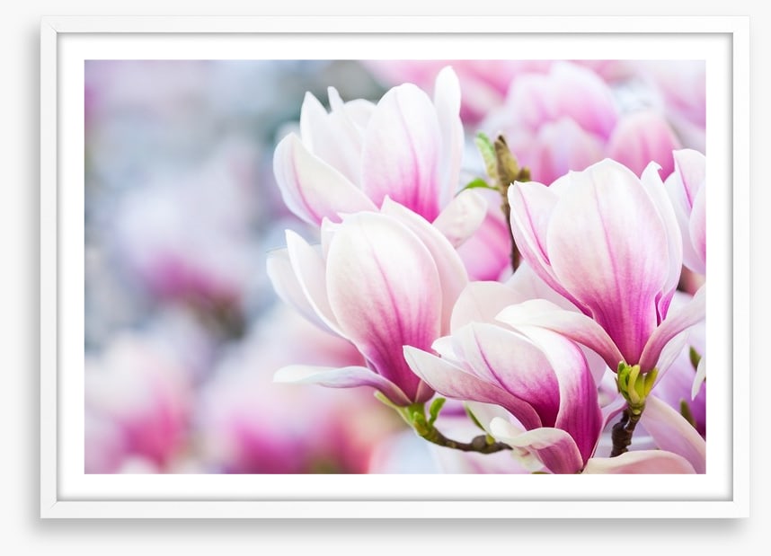 Delicate magnolia