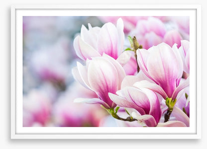 Delicate magnolia