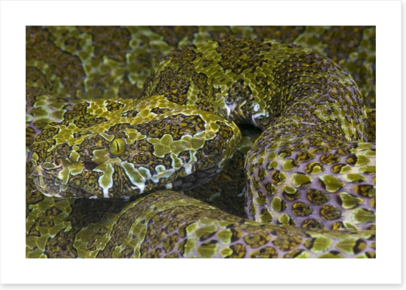 Reptiles / Amphibian