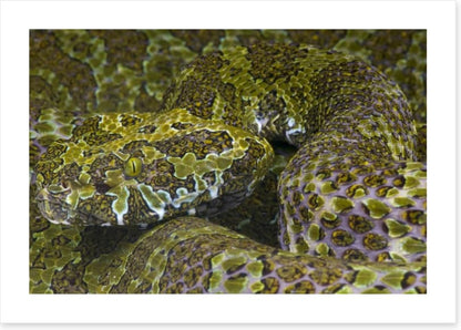Reptiles / Amphibian