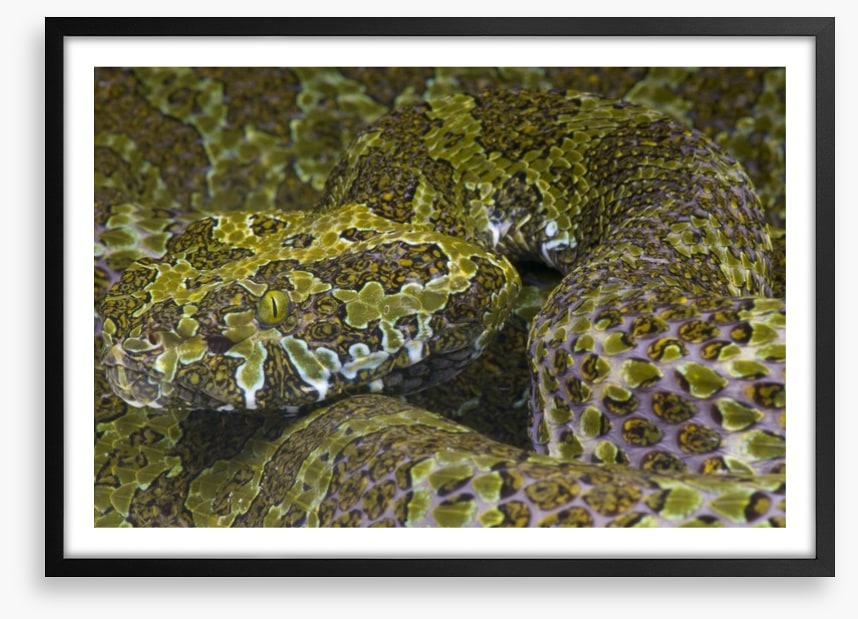 Reptiles / Amphibian