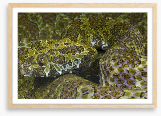 Reptiles / Amphibian