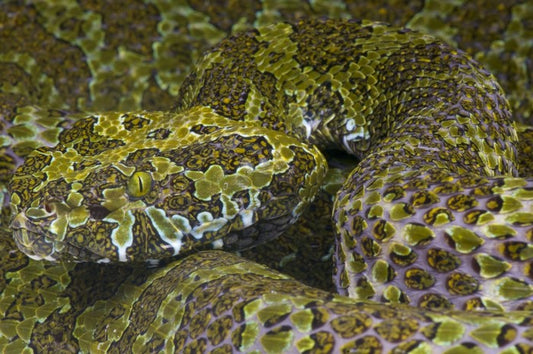Reptiles / Amphibian