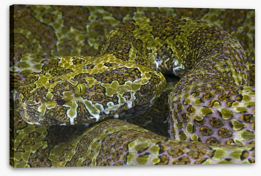 Reptiles / Amphibian