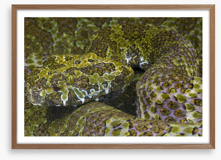 Reptiles / Amphibian