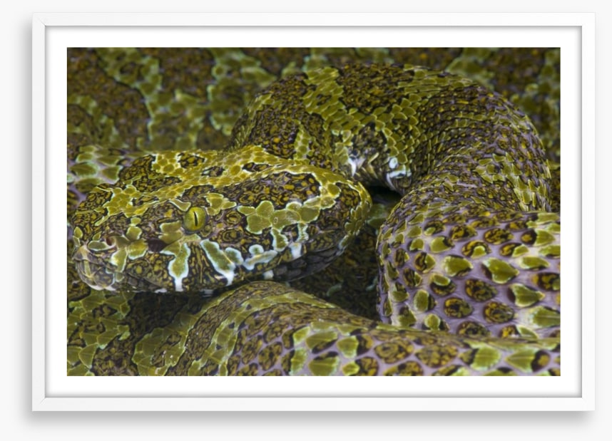 Reptiles / Amphibian