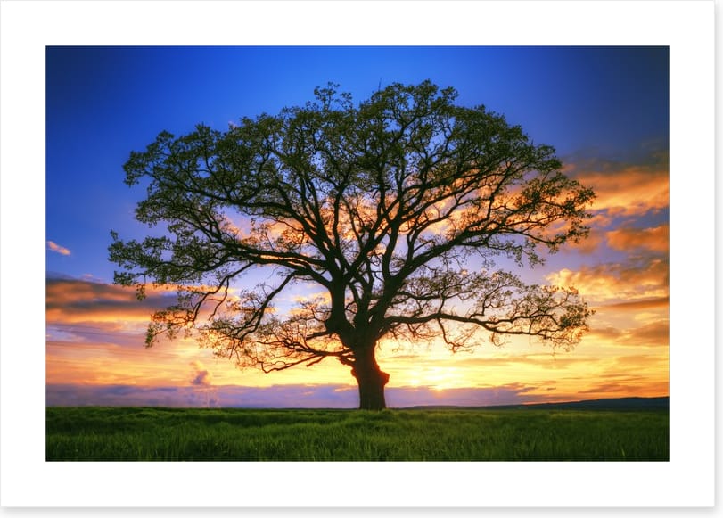 Sunset tree silhouette