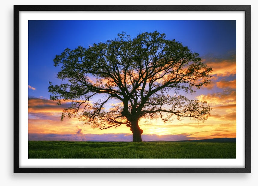 Sunset tree silhouette