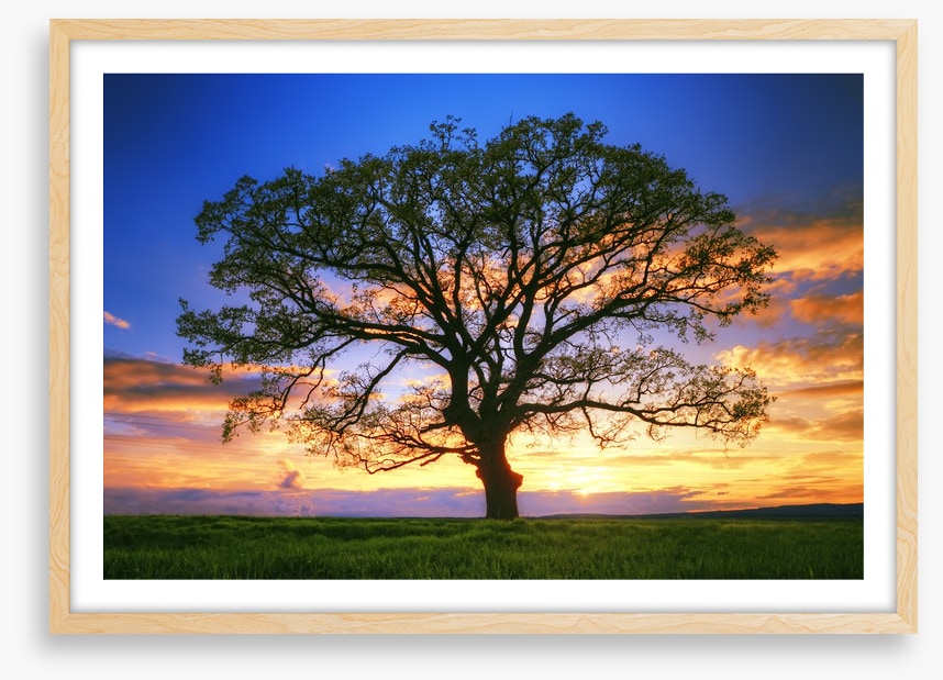 Sunset tree silhouette