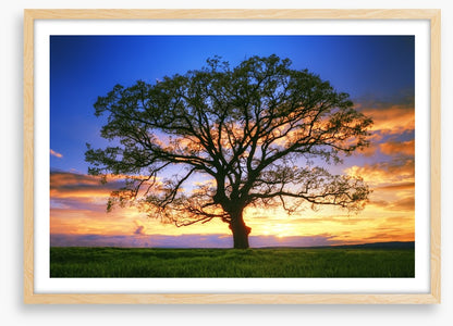 Sunset tree silhouette
