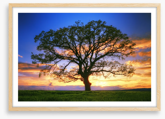 Sunset tree silhouette