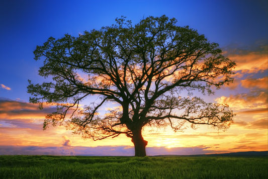 Sunset tree silhouette