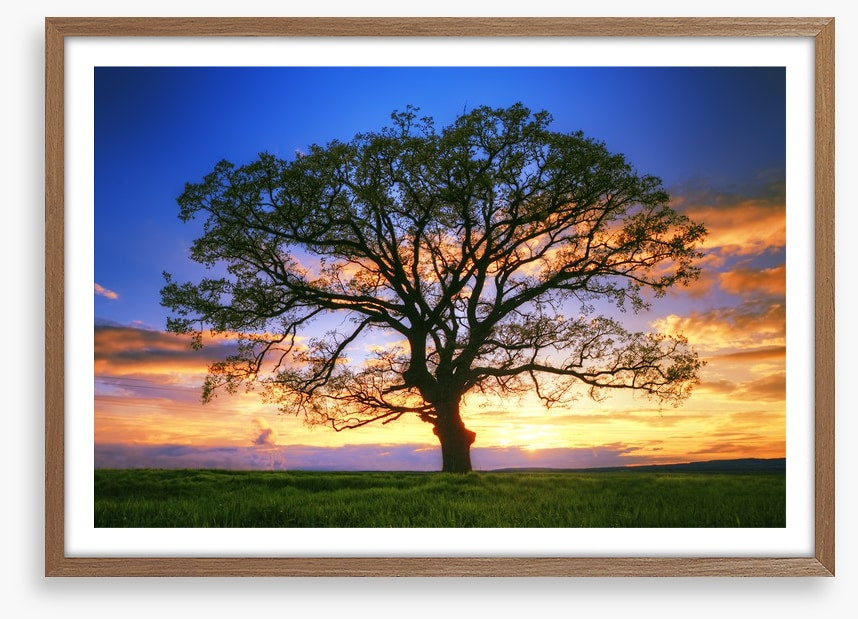 Sunset tree silhouette