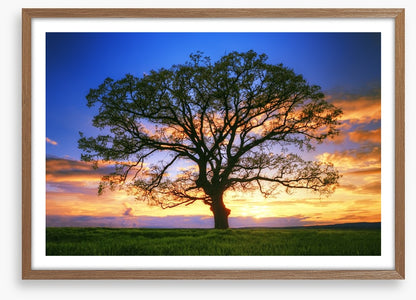 Sunset tree silhouette