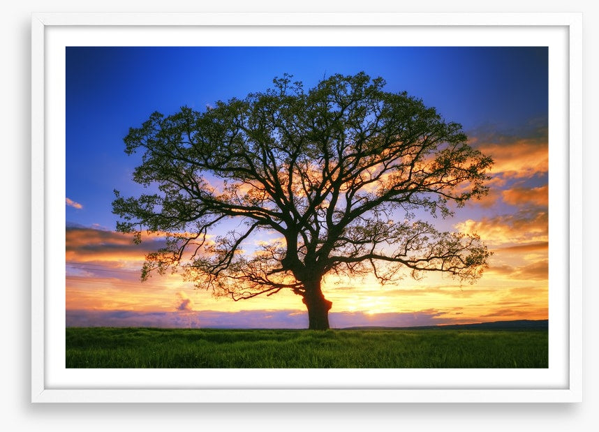 Sunset tree silhouette
