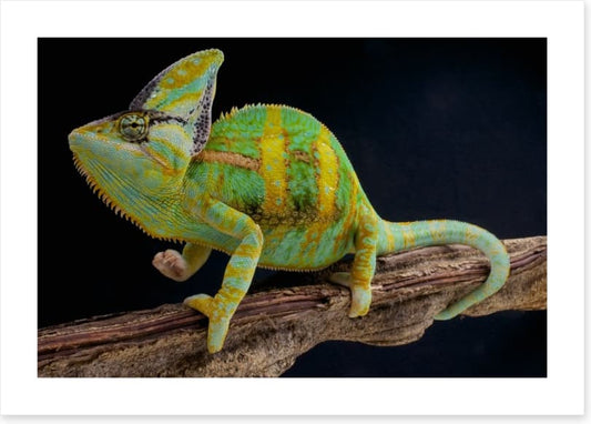 Veiled chameleon