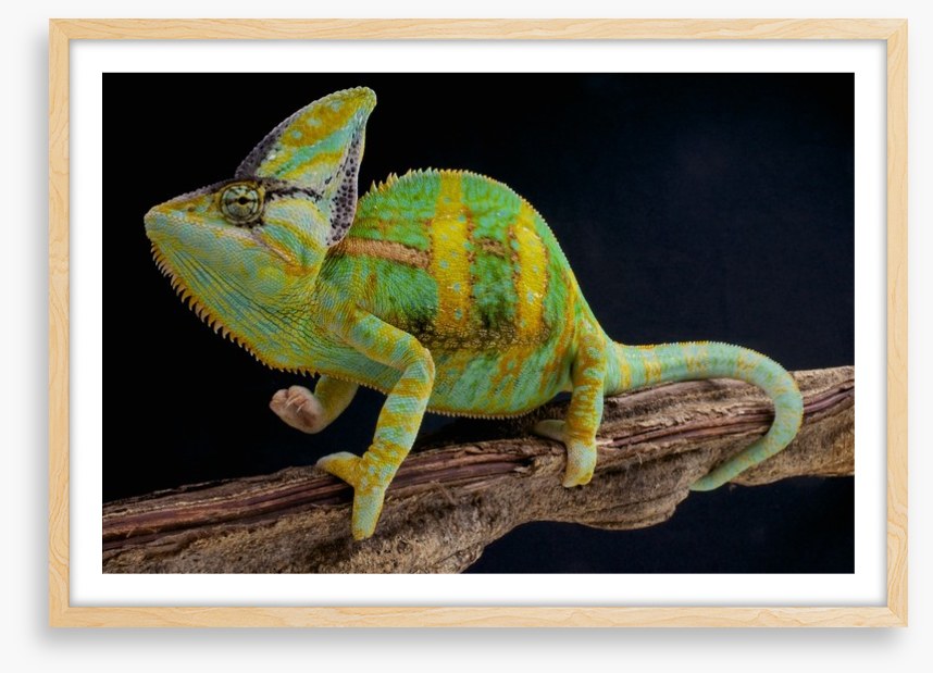 Veiled chameleon