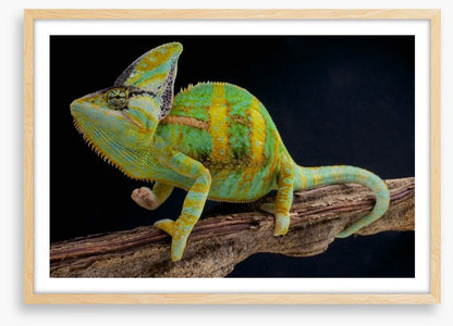Veiled chameleon