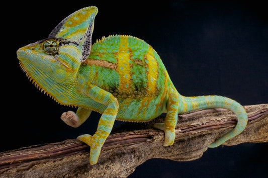 Veiled chameleon