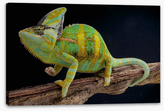 Veiled chameleon