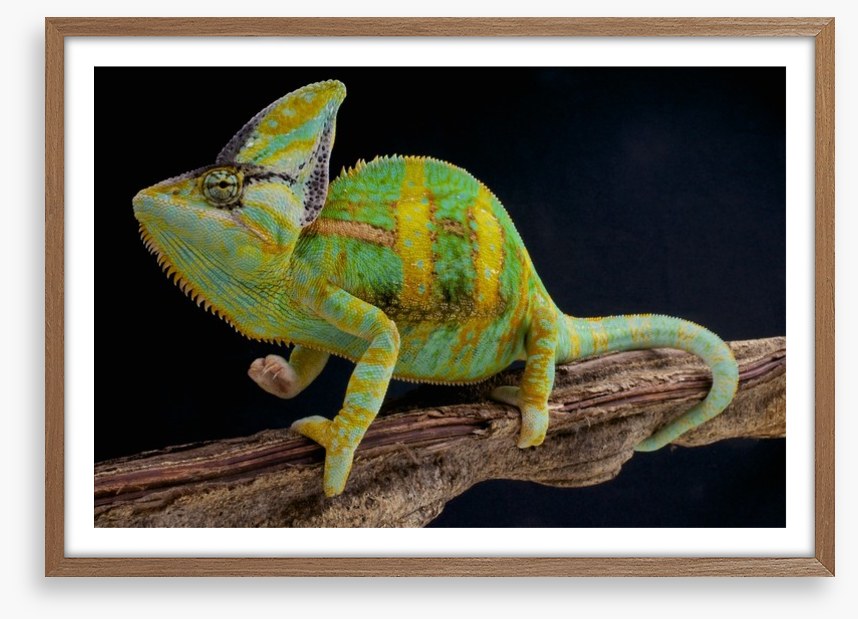 Veiled chameleon