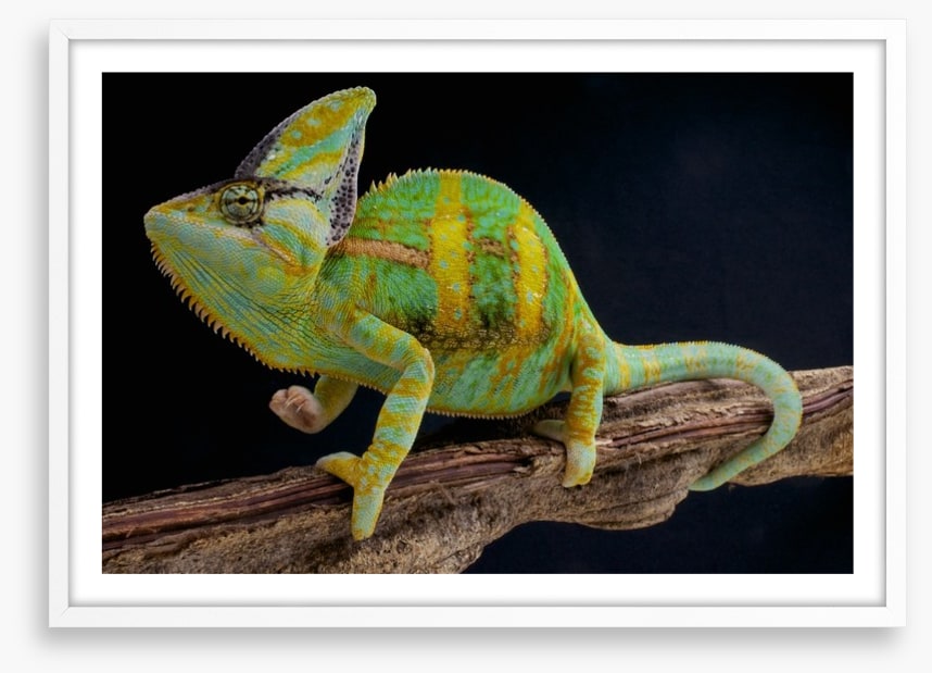 Veiled chameleon