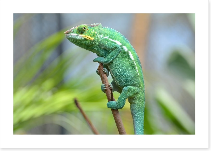 Reptiles / Amphibian