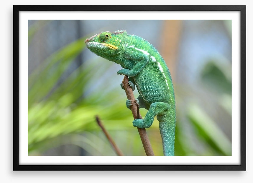 Reptiles / Amphibian