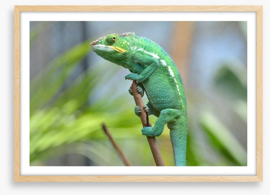 Reptiles / Amphibian