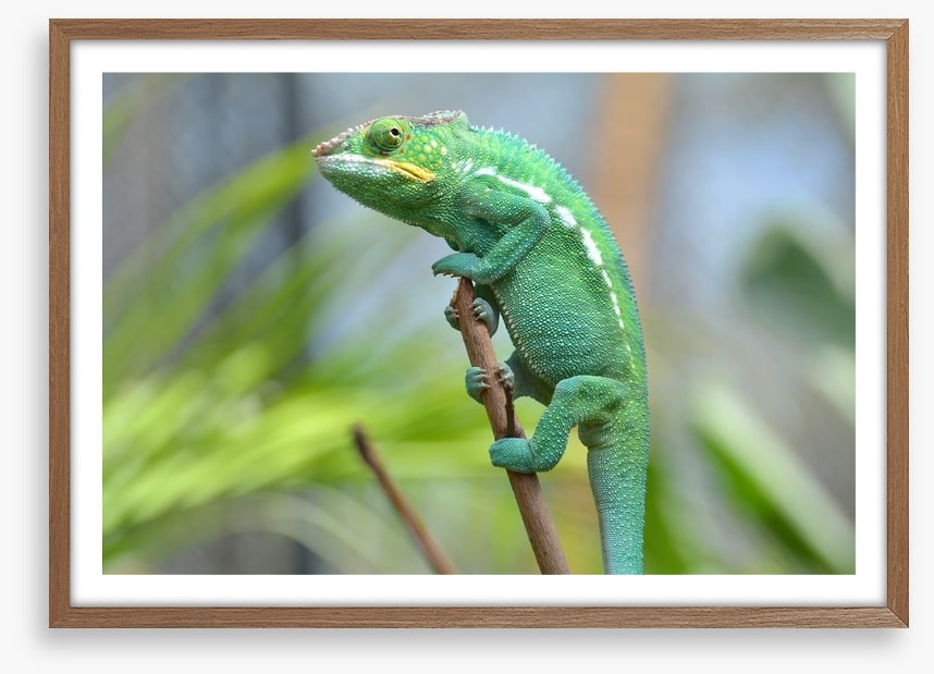 Reptiles / Amphibian