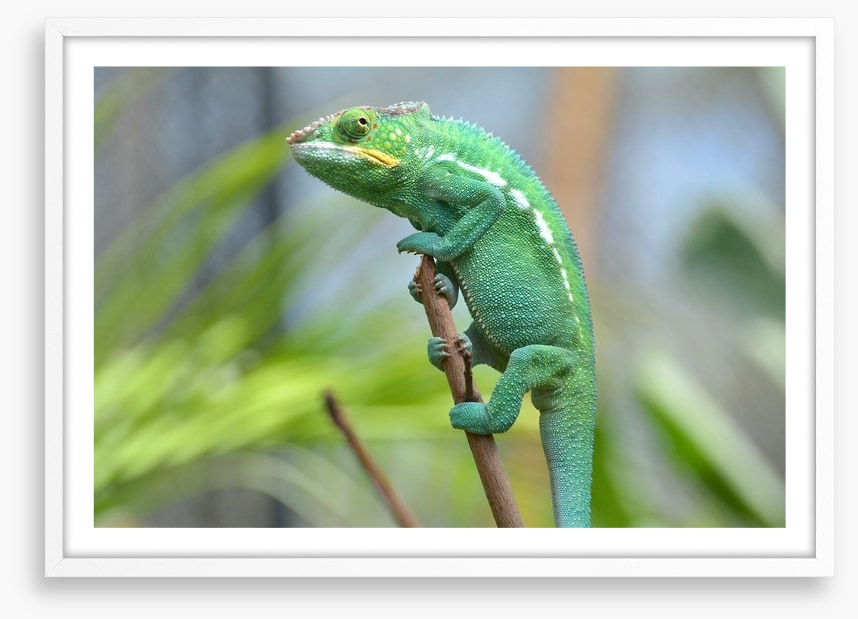 Reptiles / Amphibian