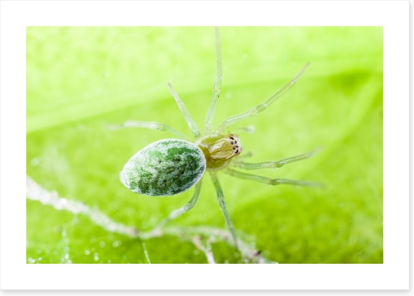 Insects