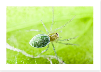 Insects