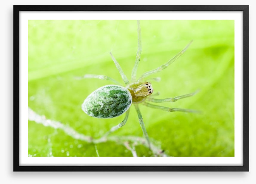 Insects