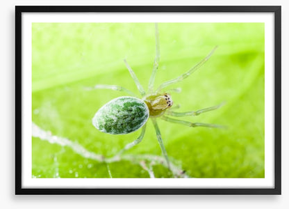 Insects