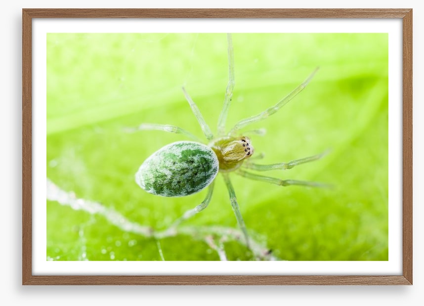 Insects