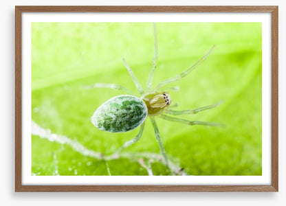 Insects