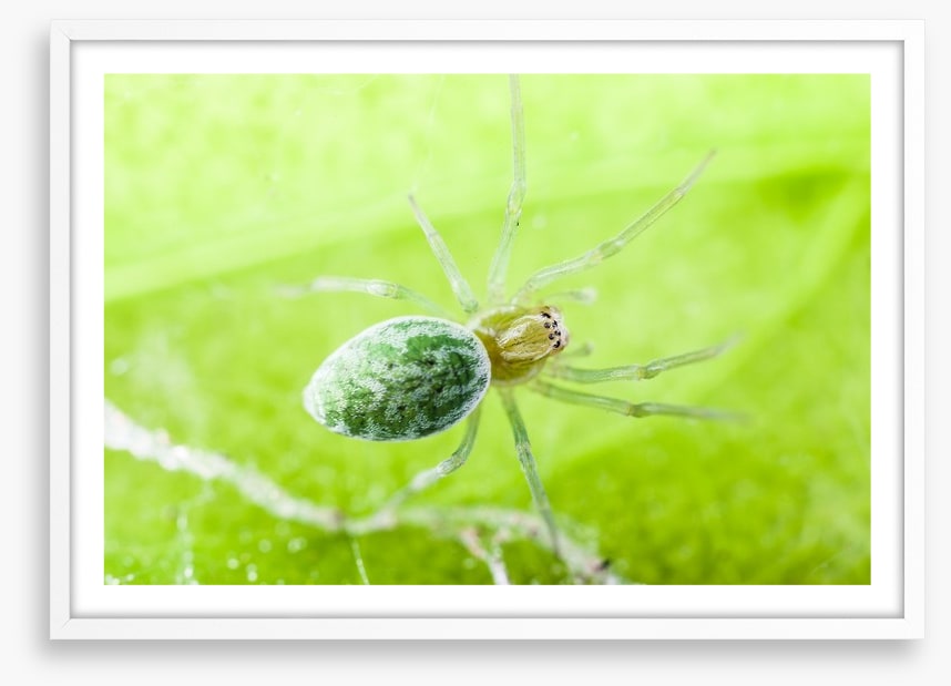 Insects