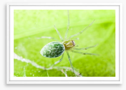 Insects