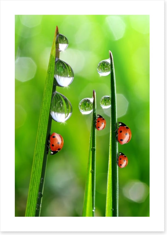 Fresh morning ladybirds