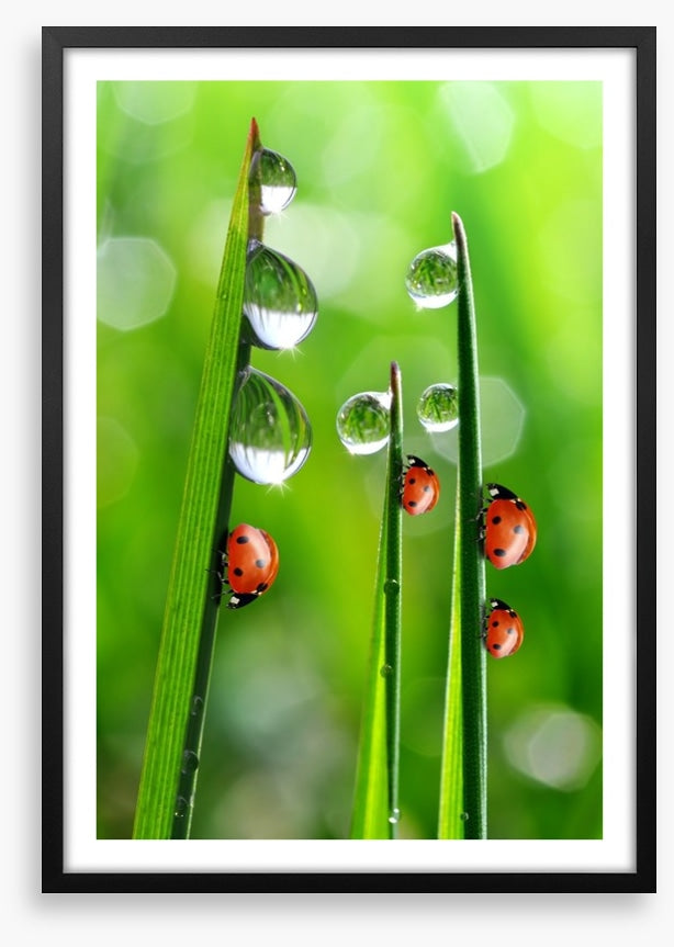 Fresh morning ladybirds