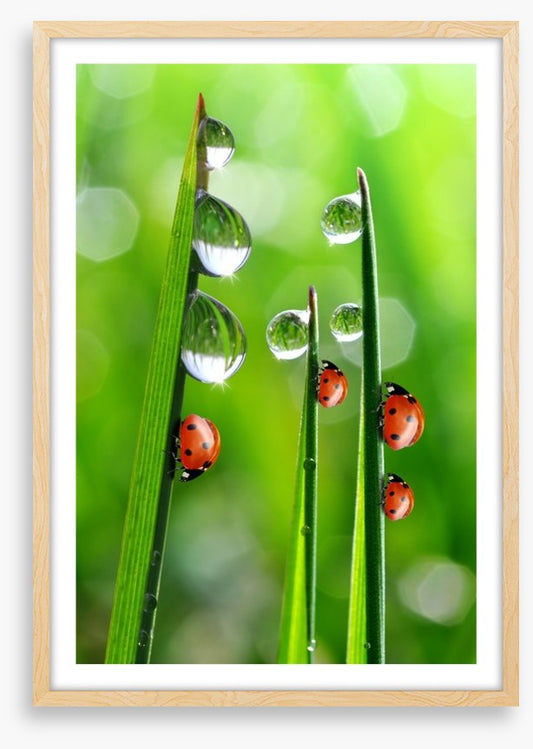 Fresh morning ladybirds