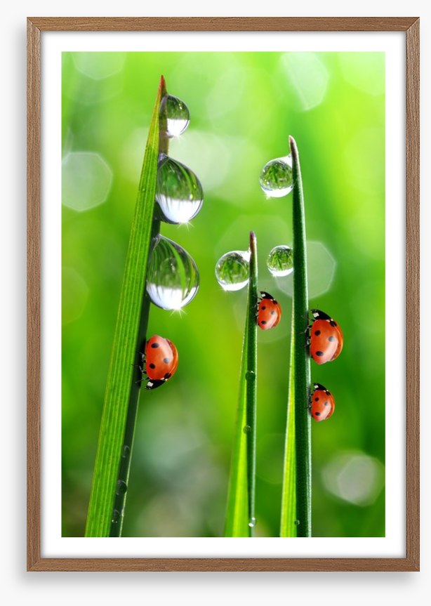 Fresh morning ladybirds