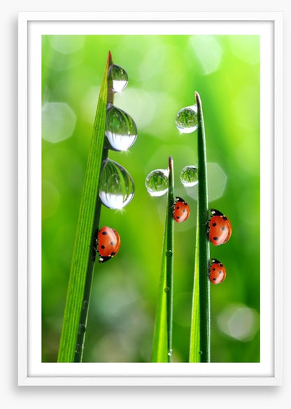 Fresh morning ladybirds
